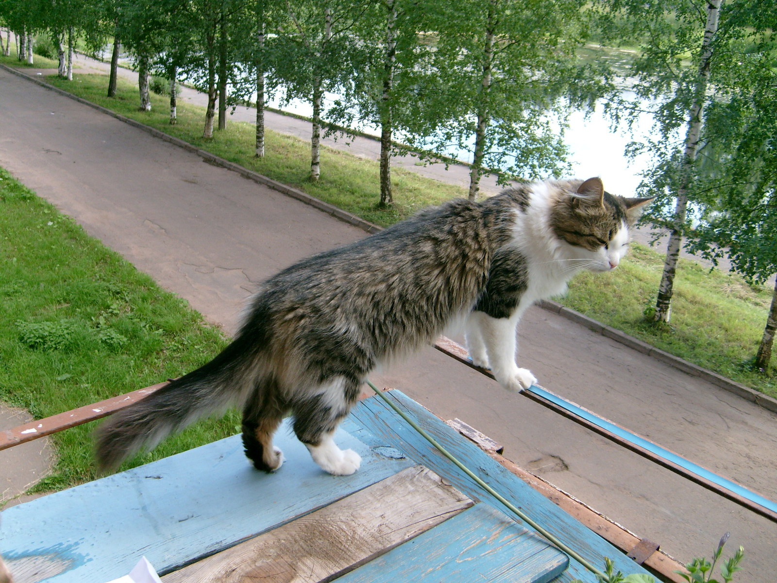 But I haven't climbed that tree yet. - My, Musya, cat, Text