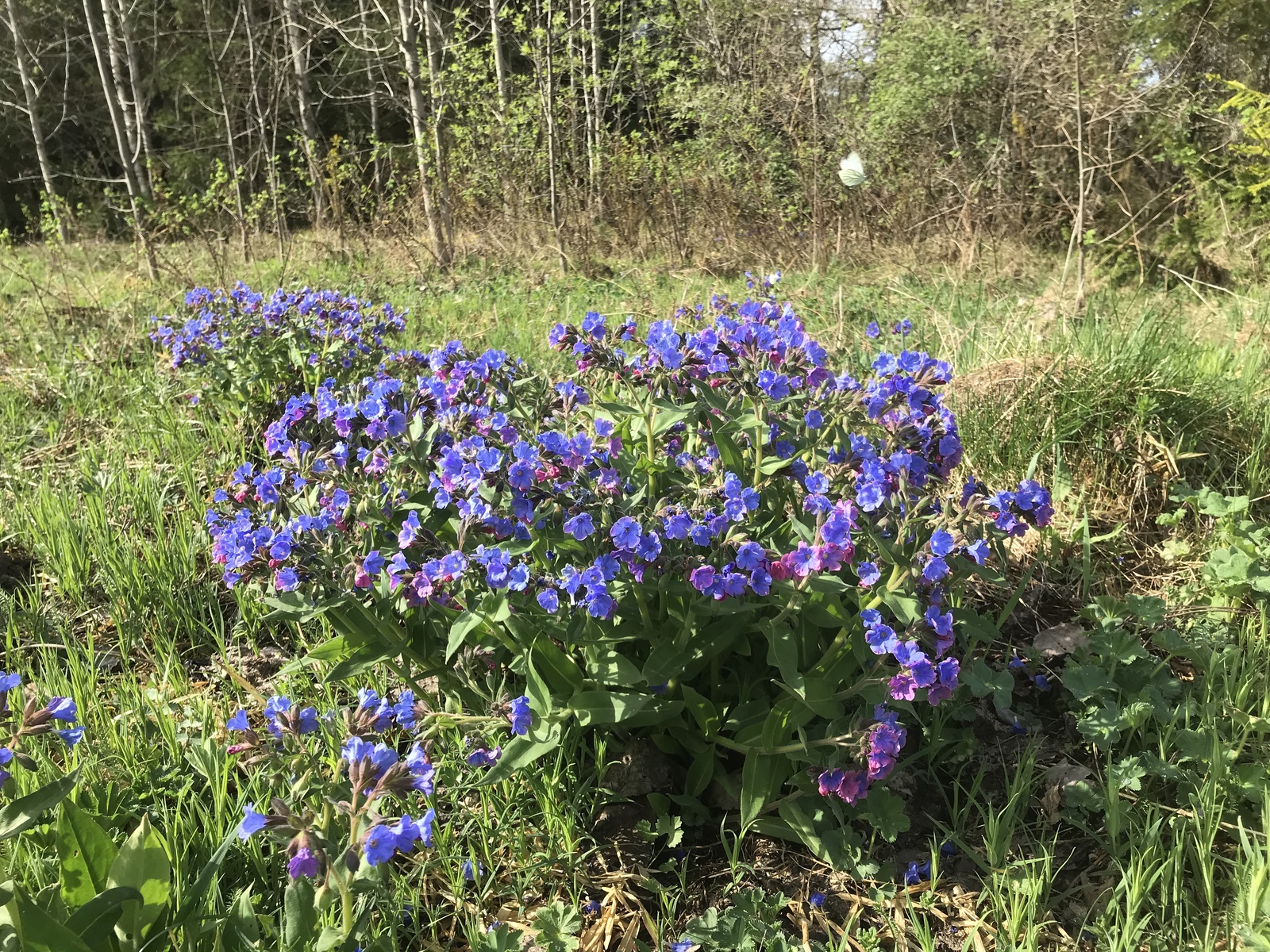 spring days - My, Nature, The photo, Spring, Longpost