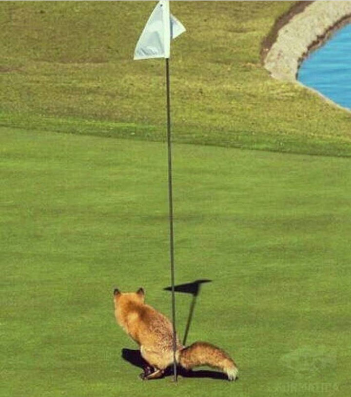 Set aside in the hole. - Golf, Fox, Hole, The photo, Curiosity