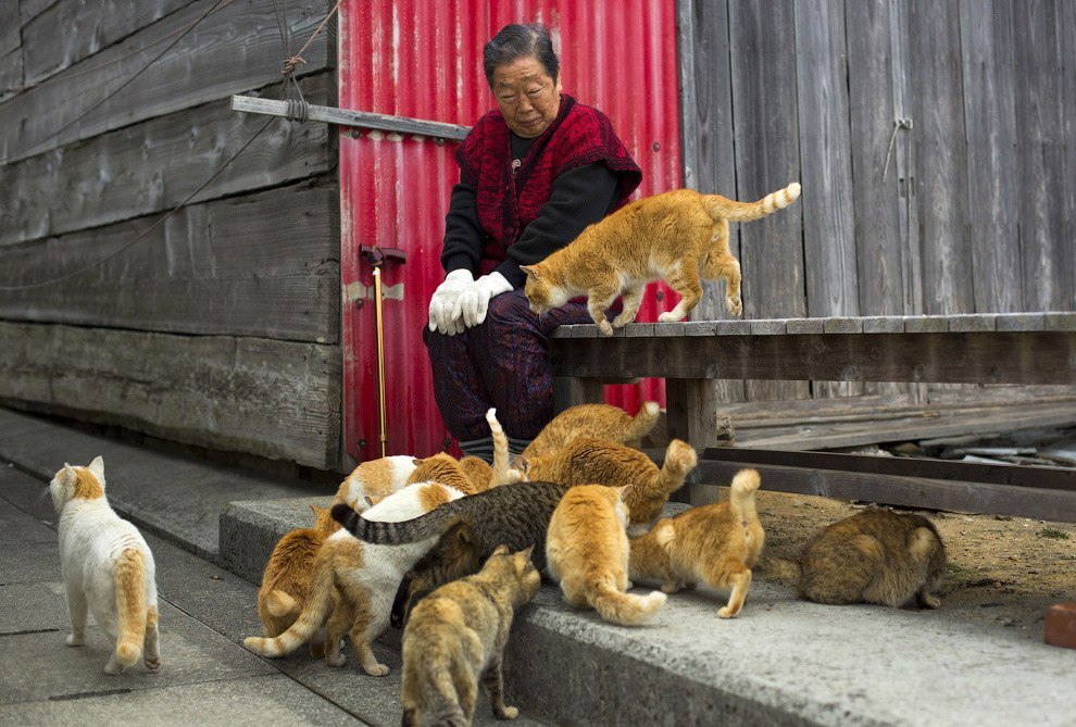 Japanese cat island Aoshima. - Japan, Island, Longpost, cat