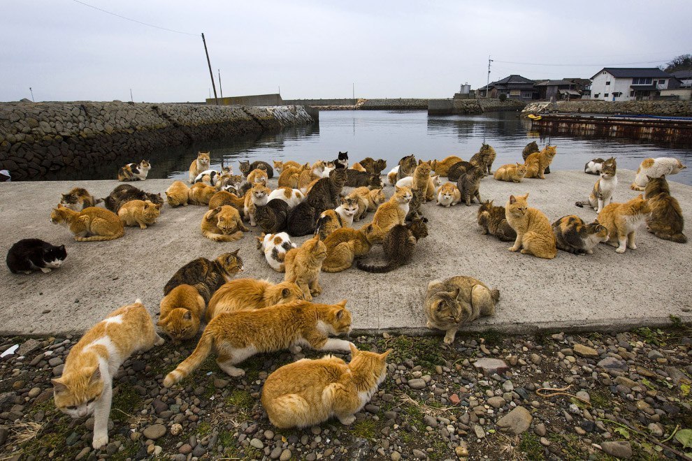 Japanese cat island Aoshima. - Japan, Island, Longpost, cat