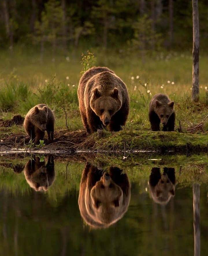 Moms - Mum, Animals, Longpost