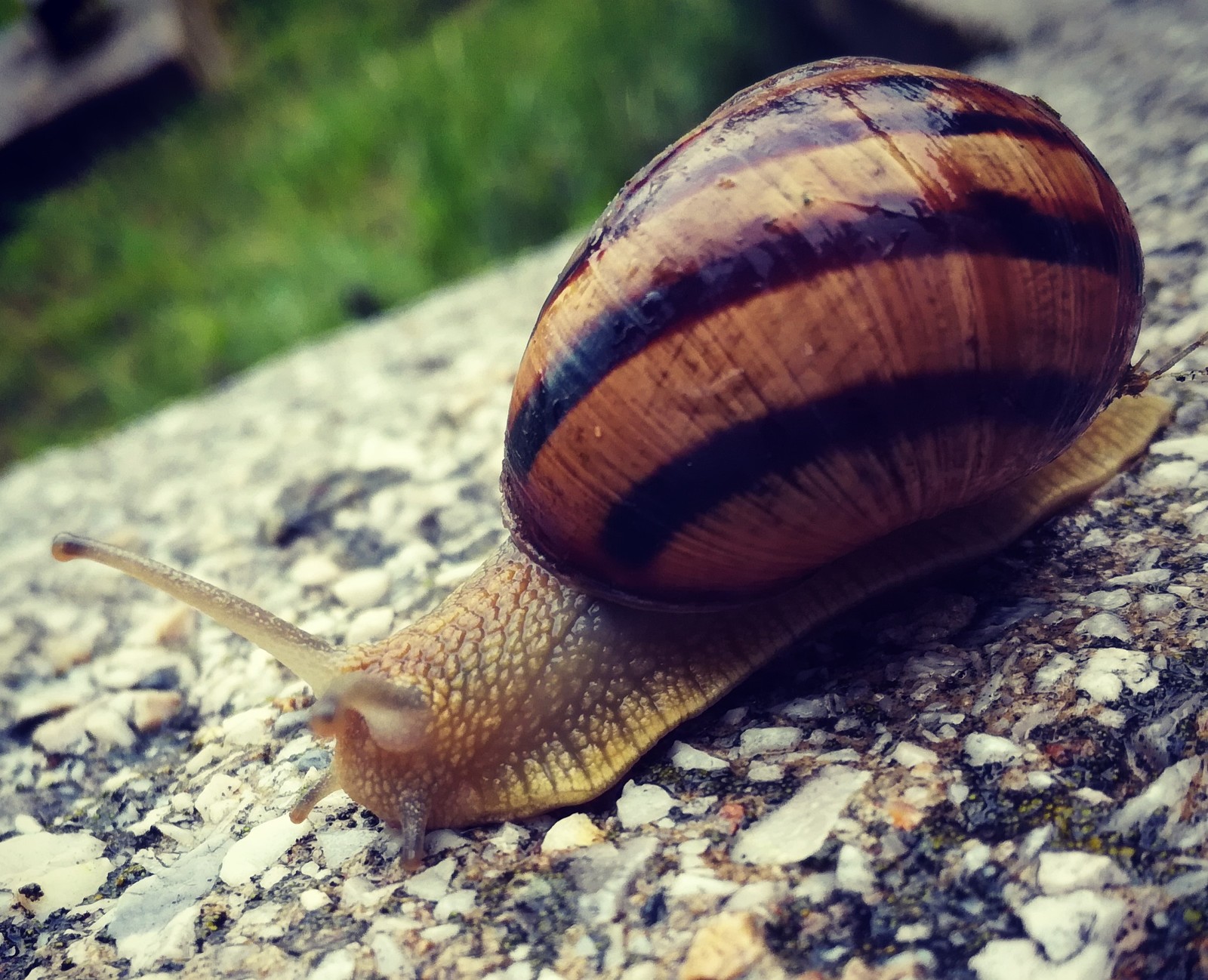 Little animal - My, Snail, House on wheels, After the rain