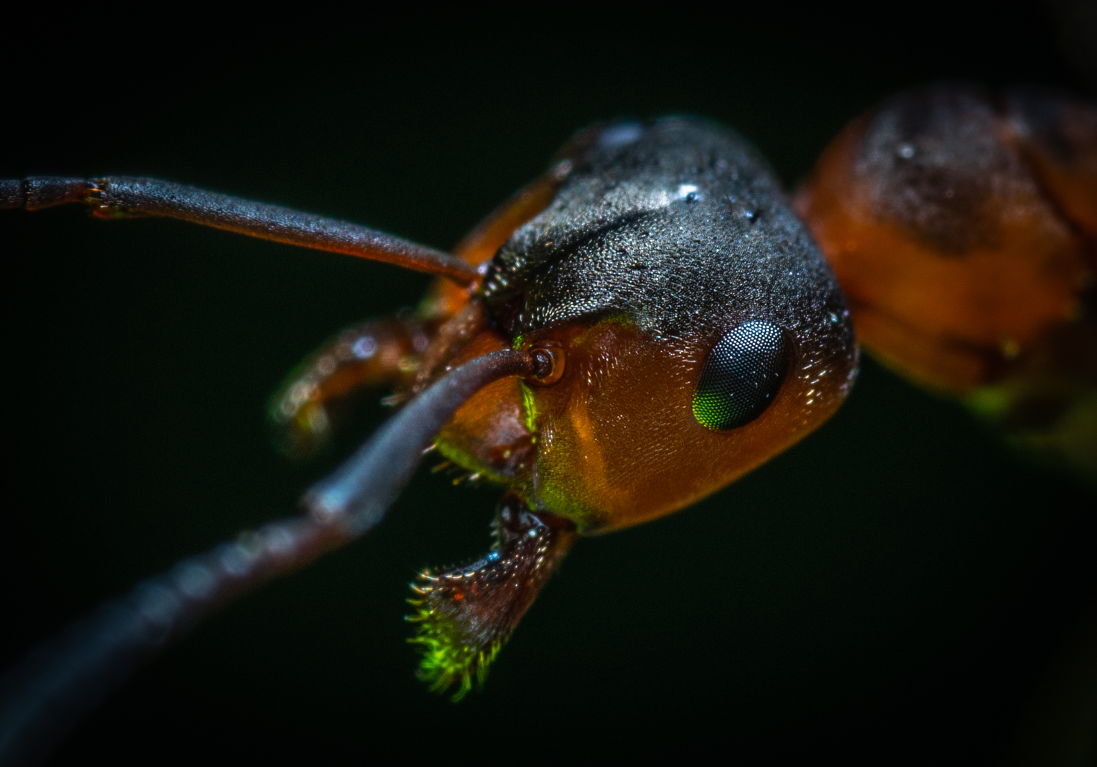 Ant portrait - My, Ants, Insects, Macro, Macrohunt, Mp-e 65 mm, Macro photography