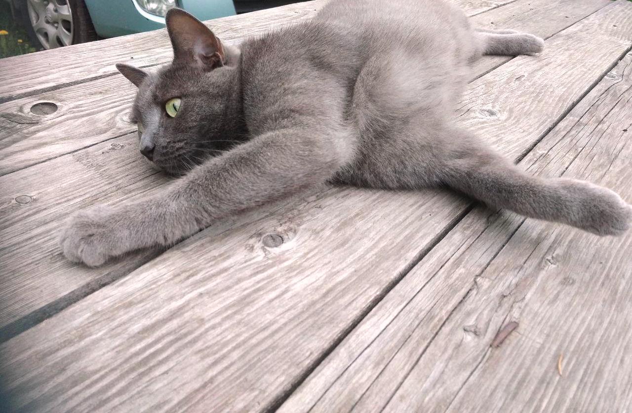 Kitten is resting in the country - My, cat, Relaxation, Dacha, Nature, , Air