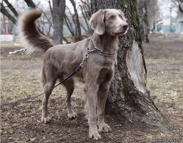 About breeds of dogs. - Dog, Weimaraner, Dog breeds, Hunting dogs, Cops, Longpost