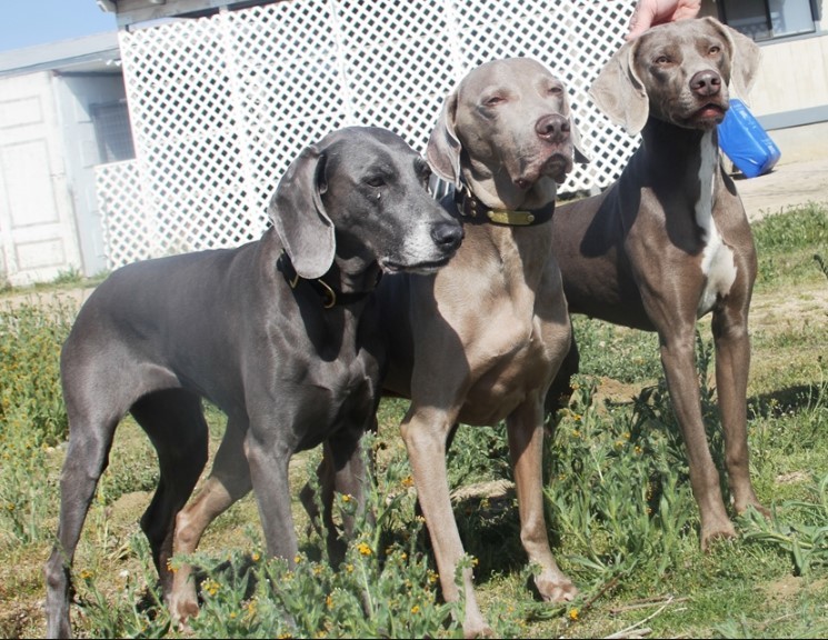 About breeds of dogs. - Dog, Weimaraner, Dog breeds, Hunting dogs, Cops, Longpost