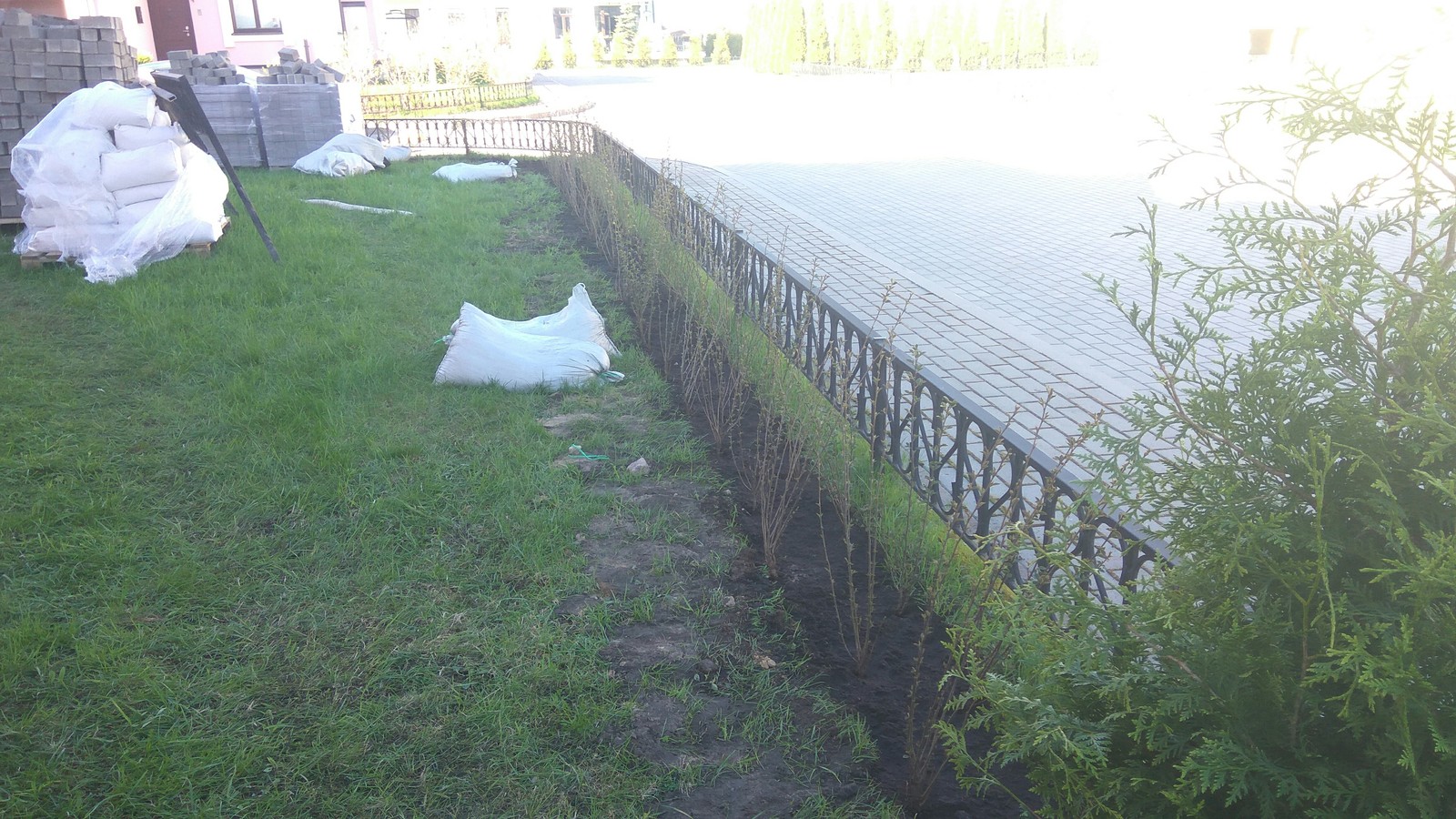 Hedge. Terrace. Step by step paving - My, Terrace, Paving stones, Lawn, Dacha, Landscape design, Saint Petersburg, Longpost