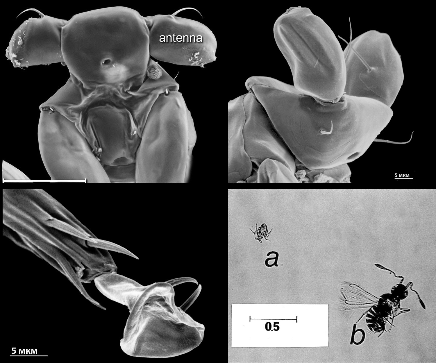 The smallest insect - The science, Biology, Insects, Interesting, Copy-paste, Elementy ru, Longpost