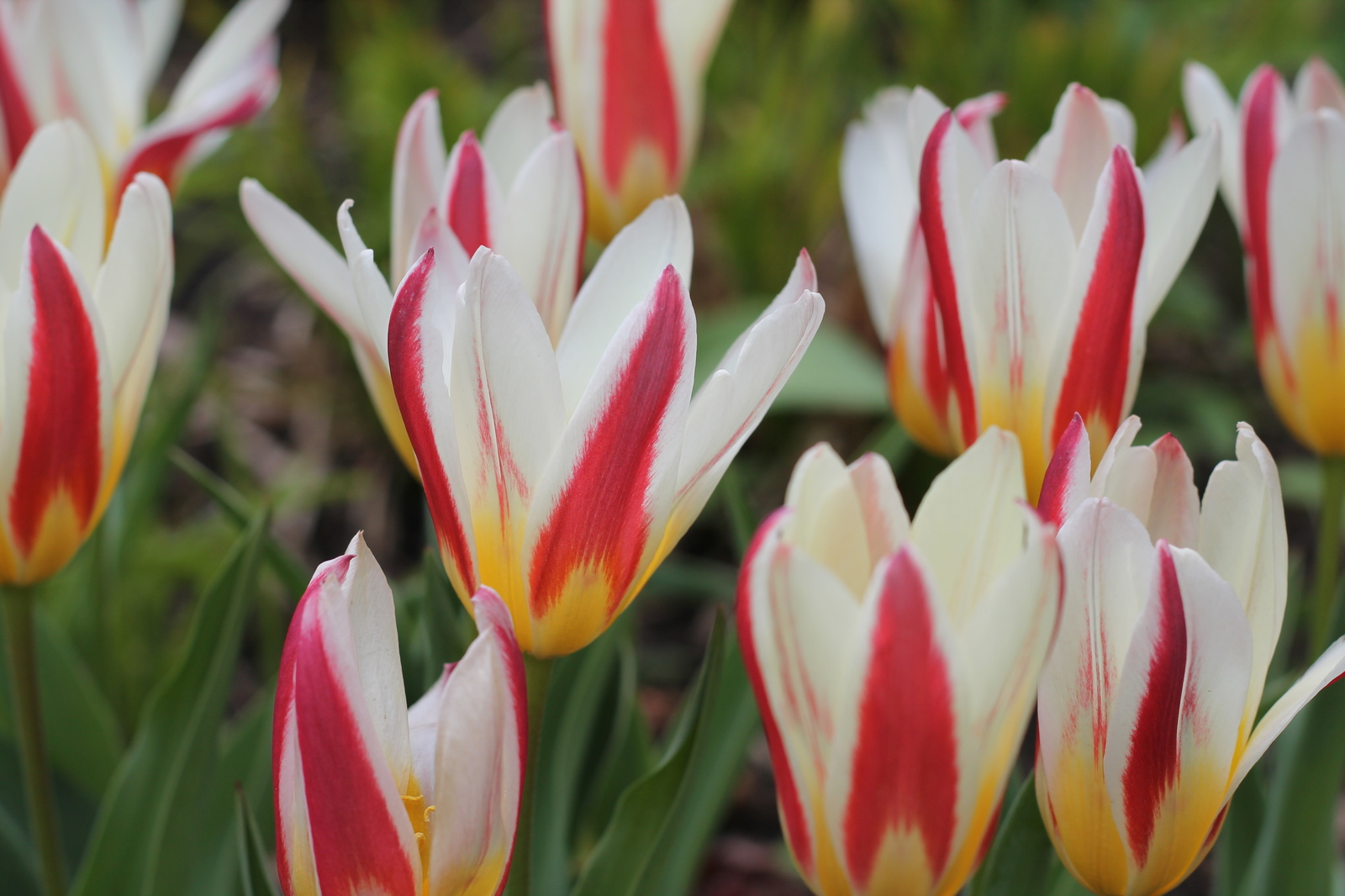 tulips - My, Flowers, Tulips, The photo, Tver, Longpost