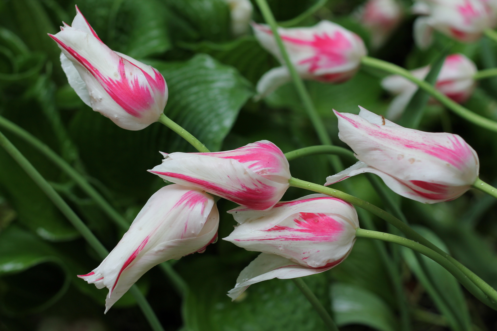 tulips - My, Flowers, Tulips, The photo, Tver, Longpost