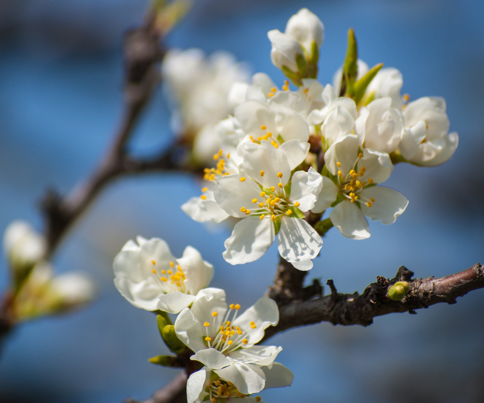 Orchard walk - My, Spring, Bees, Flowers, Nikon D40, Nikon, Nikkor, The photo, Beginning photographer, Longpost