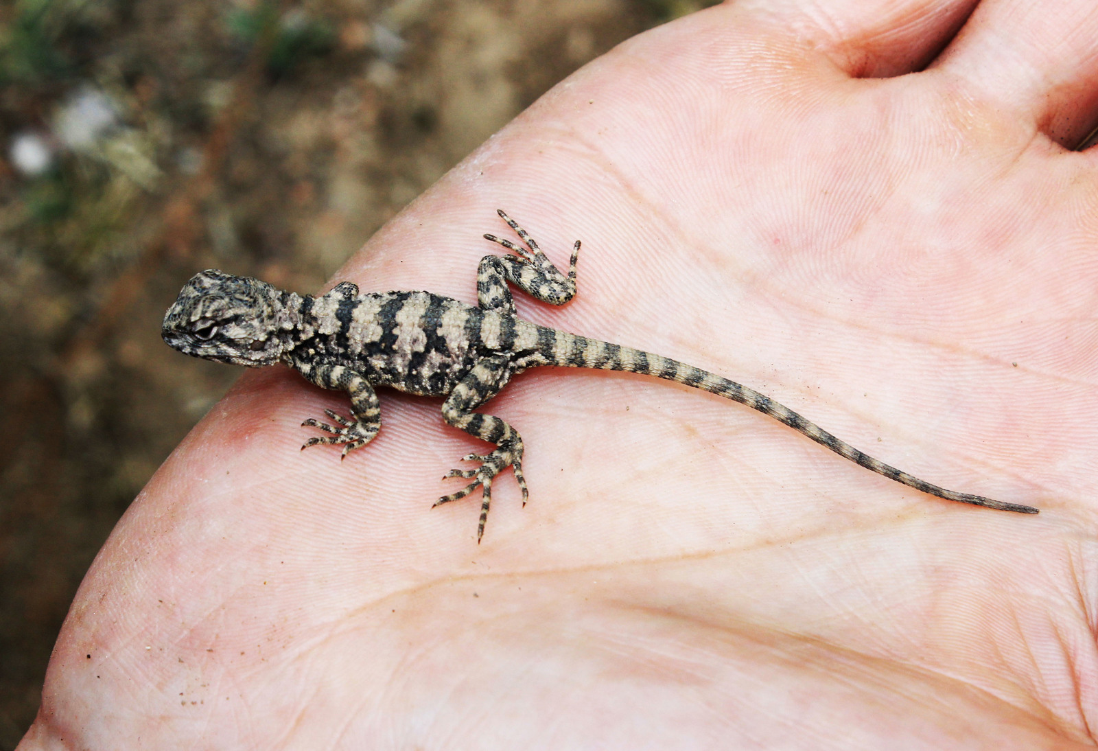 lizard - My, Lizard, Hand, Tajikistan