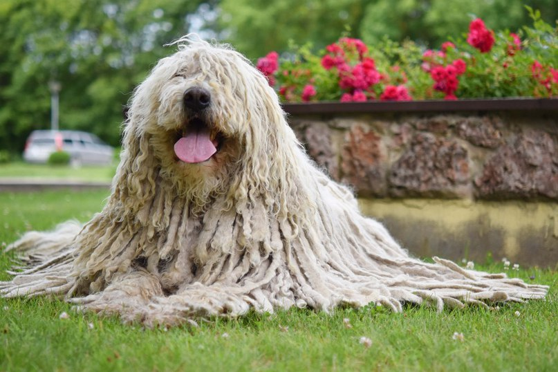 Book of Animals: Komondor - Hungarian Shepherd Dog - My, Sheepdog, Dog, Animals, Pets, Humor, Nature, Zoology, Animal book, Longpost