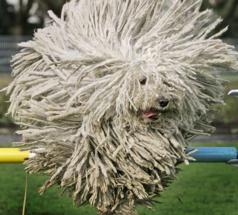 Book of Animals: Komondor - Hungarian Shepherd Dog - My, Sheepdog, Dog, Animals, Pets, Humor, Nature, Zoology, Animal book, Longpost