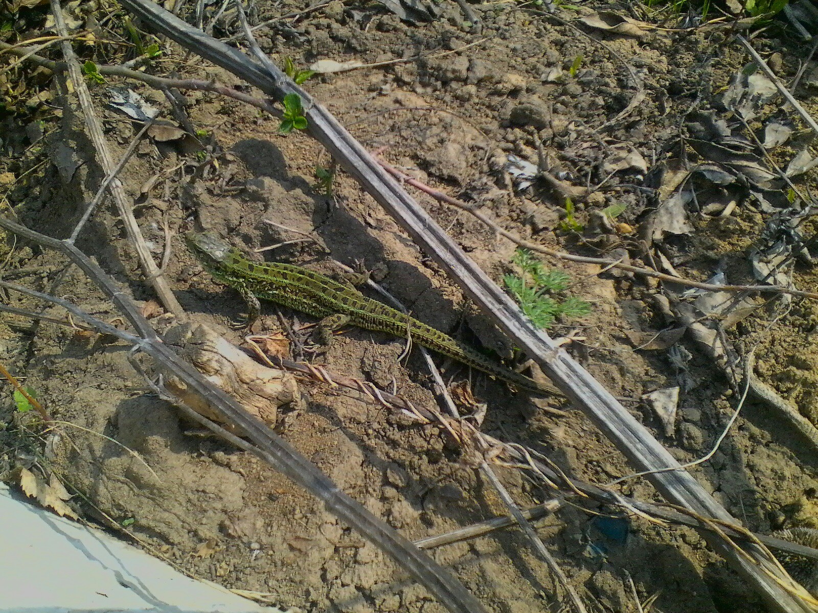 Fast dinosaurs - My, Altai region, Nature, Spring, Longpost