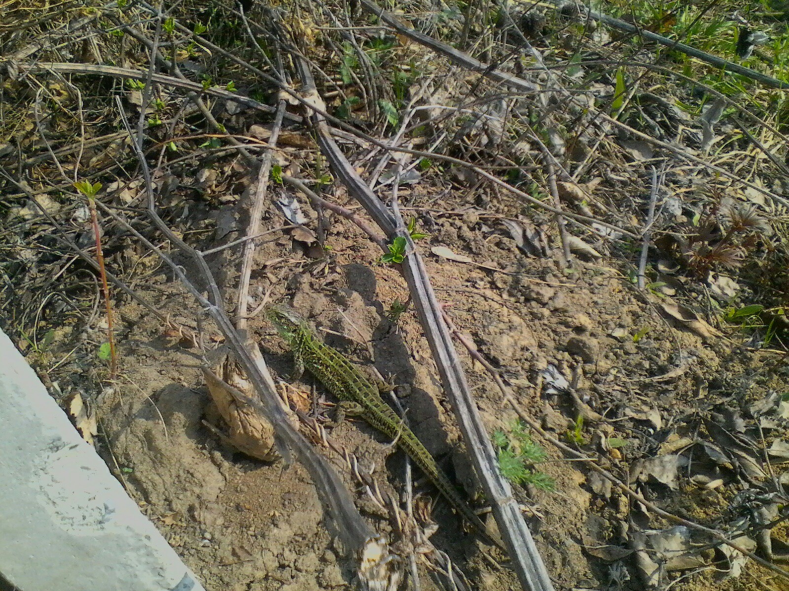 Fast dinosaurs - My, Altai region, Nature, Spring, Longpost