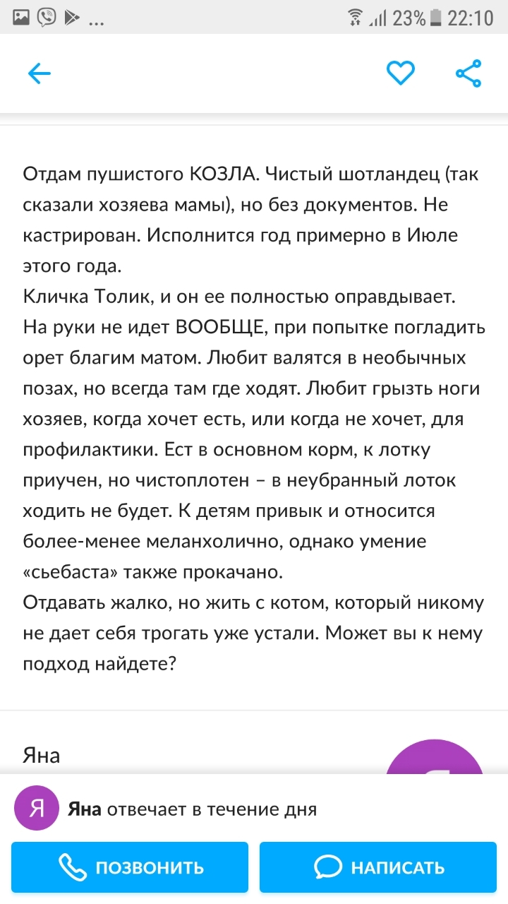 Главное - честность... ну и котэ - Моё, Шотландец, Объявление, Кот, Длиннопост