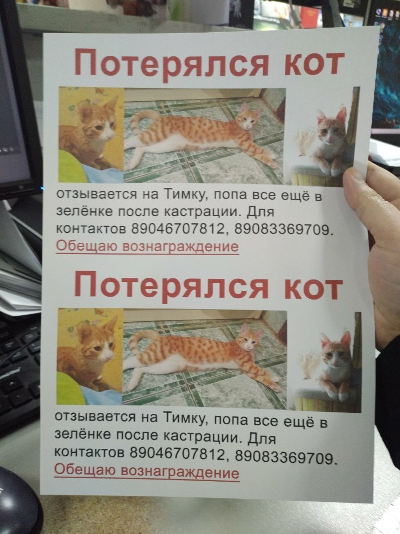 lost cat - My, Kazan, cat, A loss, , Lost cat