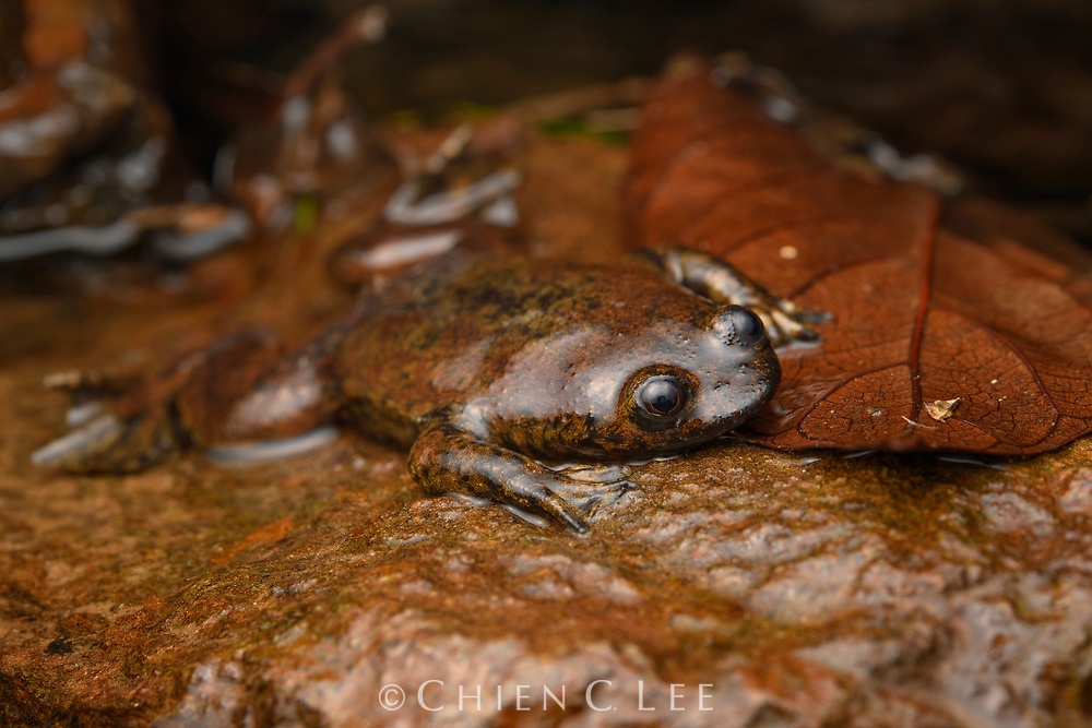 Frog without lungs - The science, Biology, Amphibian, Amphibians, Frogs, Interesting, Copy-paste, Elementy ru, Longpost