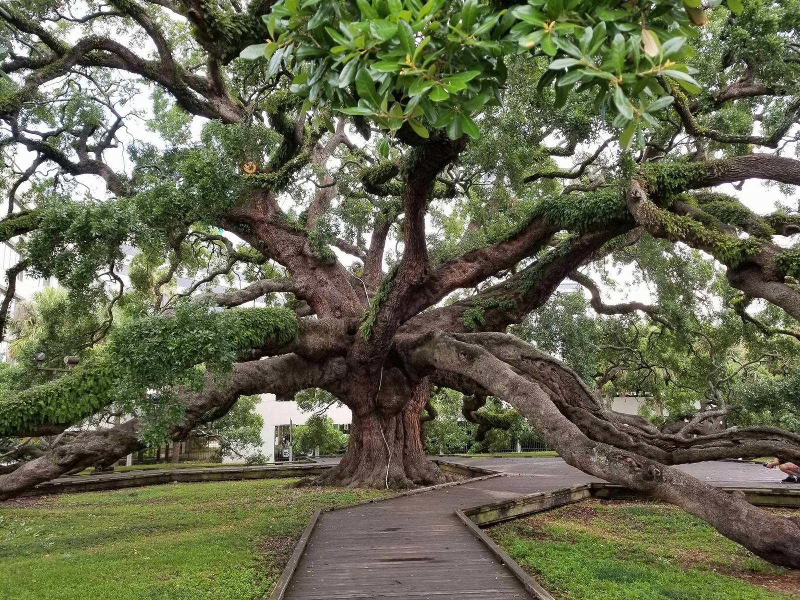 250 year old oak tree in Florida - Oak, Tree, USA