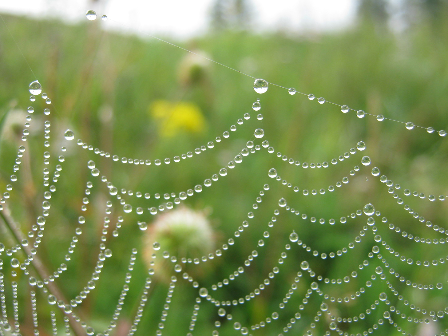 Spider web and dew - My, The photo, Web, Dew, Macro photography, Longpost