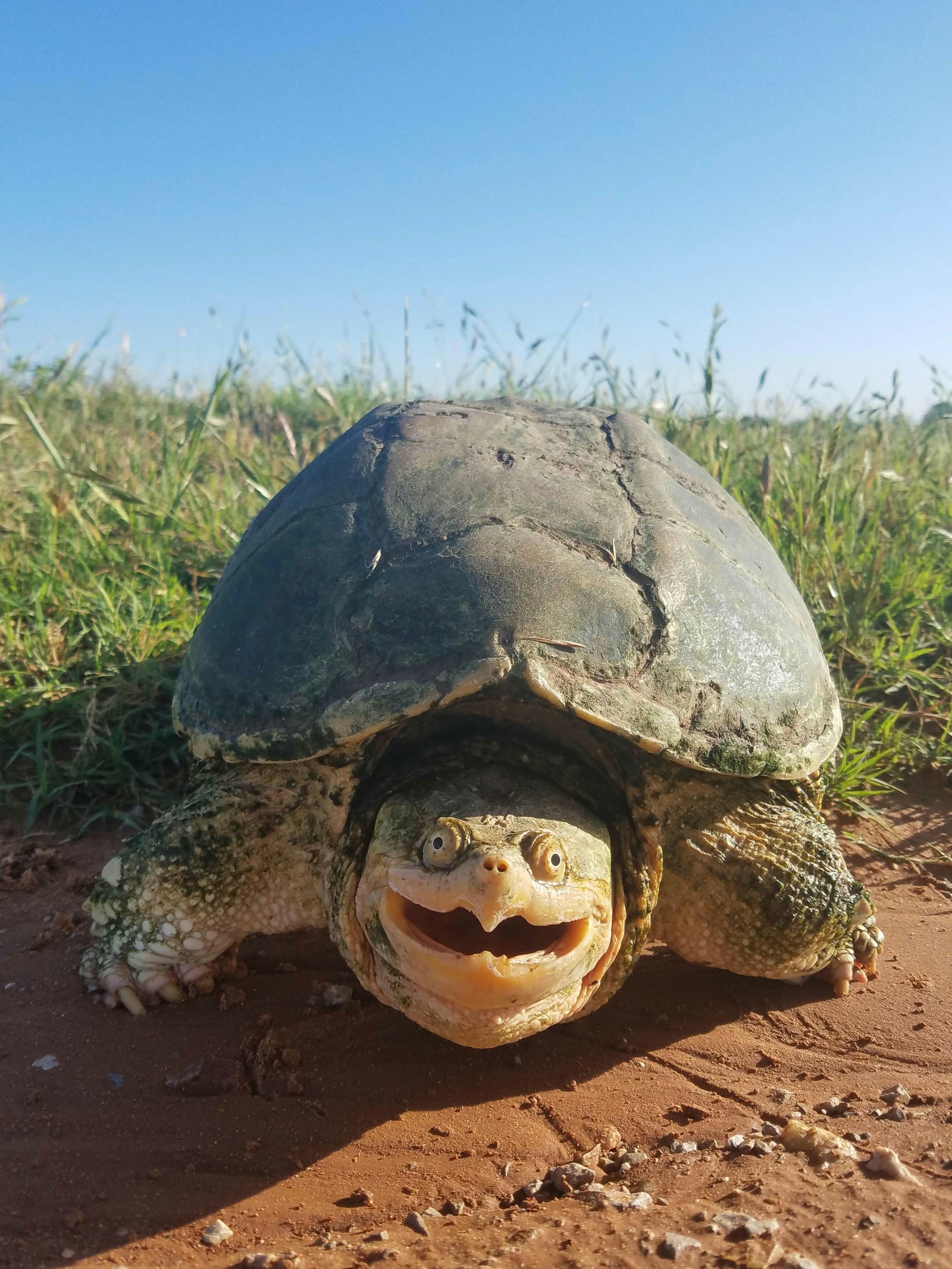 Smile! - Turtle, The photo, Photogenic