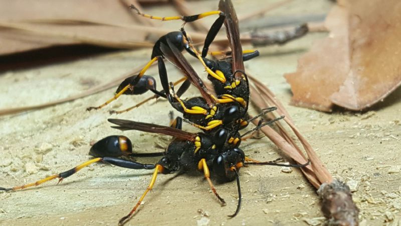 monster wasp - Wasp, Horror, Longpost