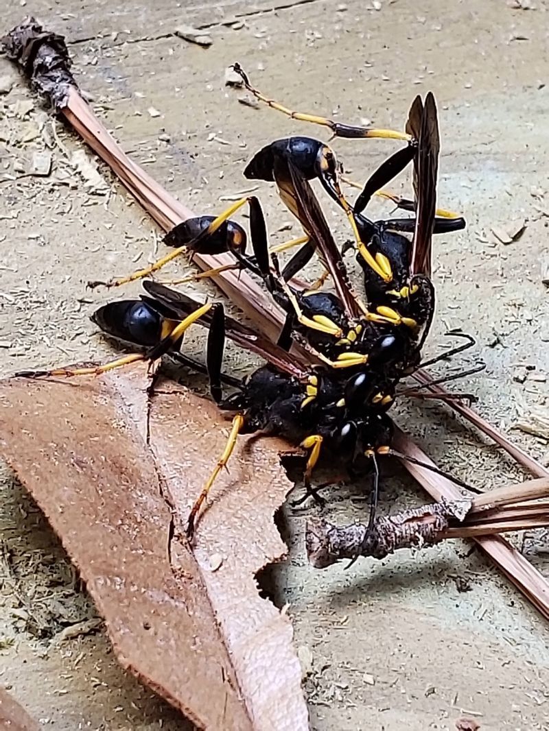 monster wasp - Wasp, Horror, Longpost