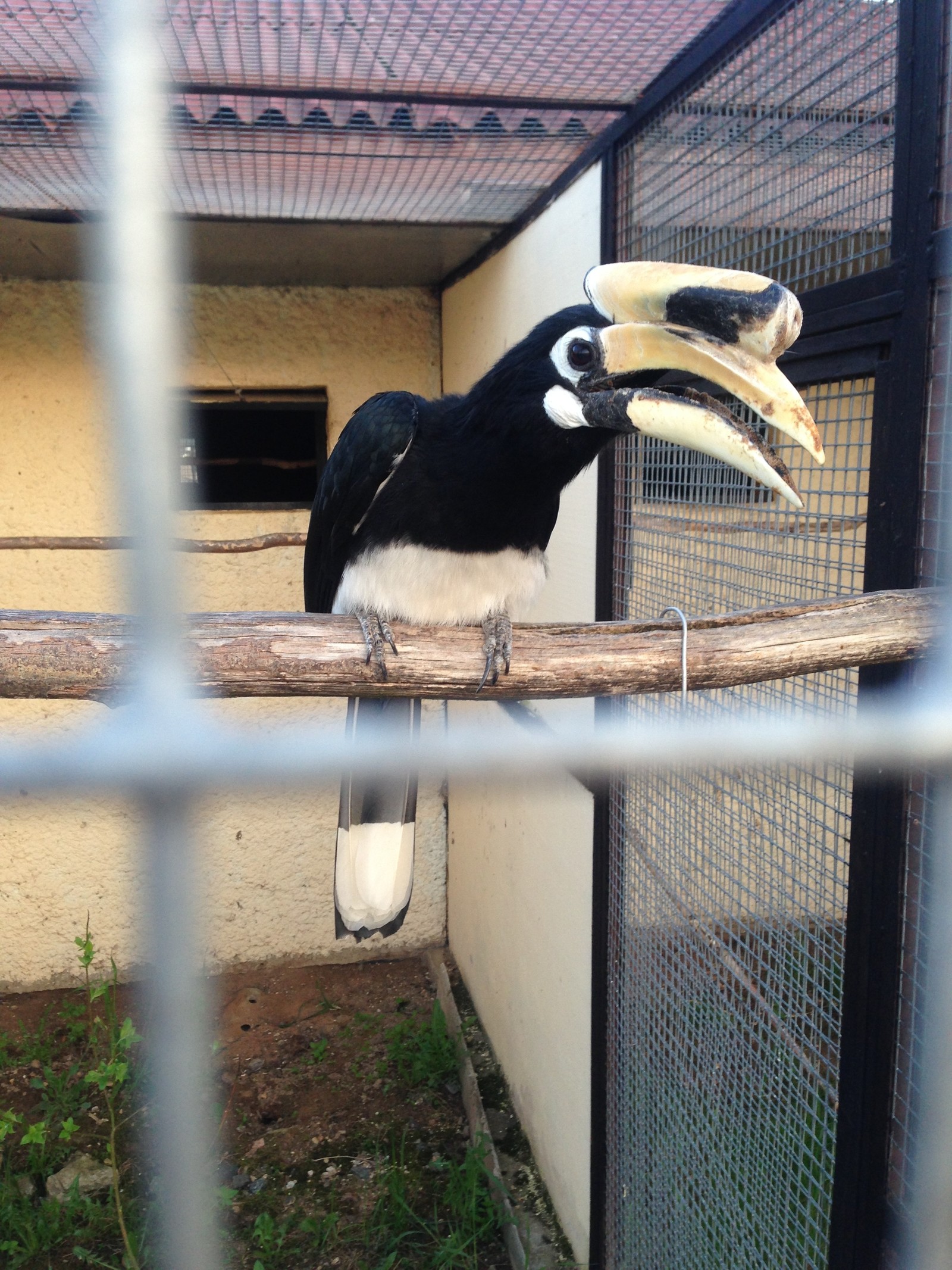 On the border of the Kaluga and Moscow regions there is a wonderful place Bird Park part 2 - My, My, Weekend, Longpost, Birds