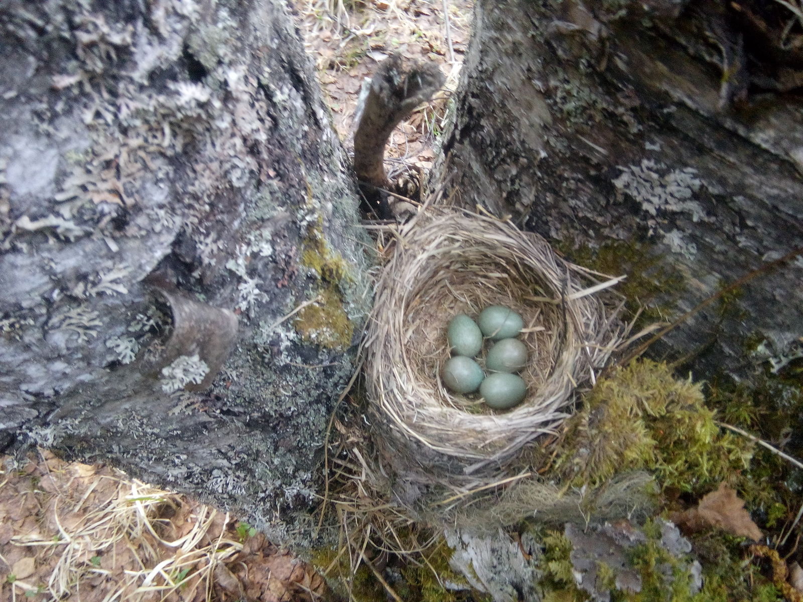 Side finds of metal prospecting. - My, Forest, Eggs, Nature, , North, Longpost