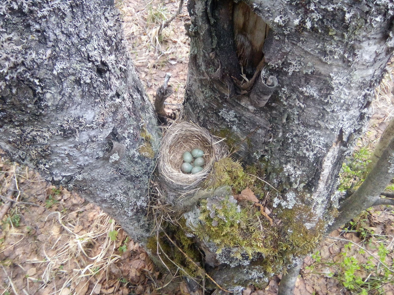 Side finds of metal prospecting. - My, Forest, Eggs, Nature, , North, Longpost