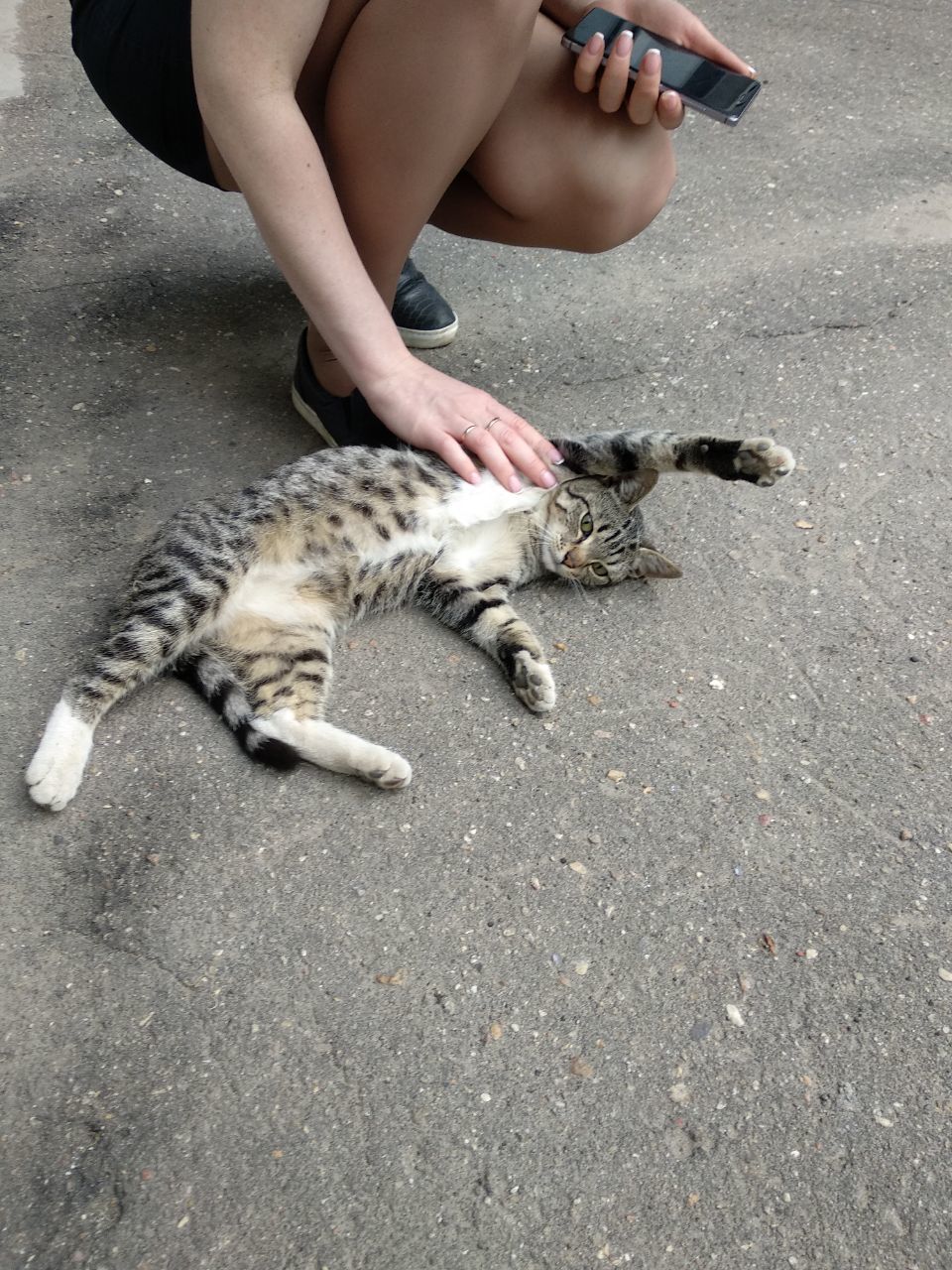 История спасения которебенка - Моё, Помощь которебенку, Москва, В добрые руки, Длиннопост, Помощь, Кот, Без рейтинга