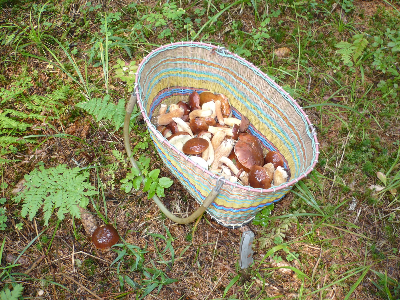 Silent hunt - My, Mushrooms, Tver region