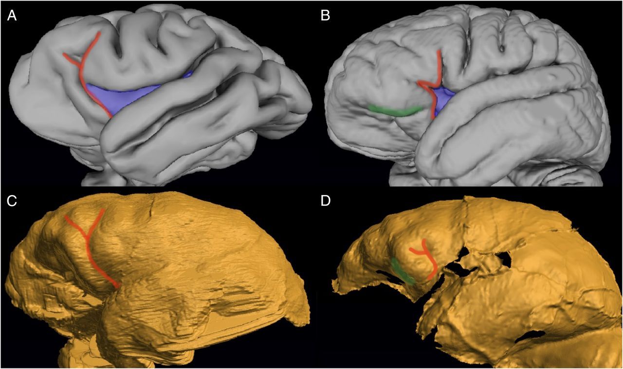 Человеческий мозг наледи - Антропогенез, Homo naledi, Станислав Дробышевский, Длиннопост