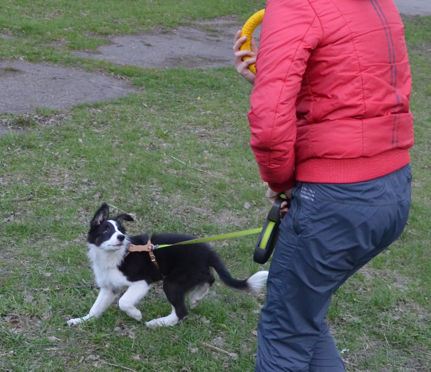 Border and just a little bit of corgi, walk - My, Dog, Corgi, Border Collie, Longpost, The photo