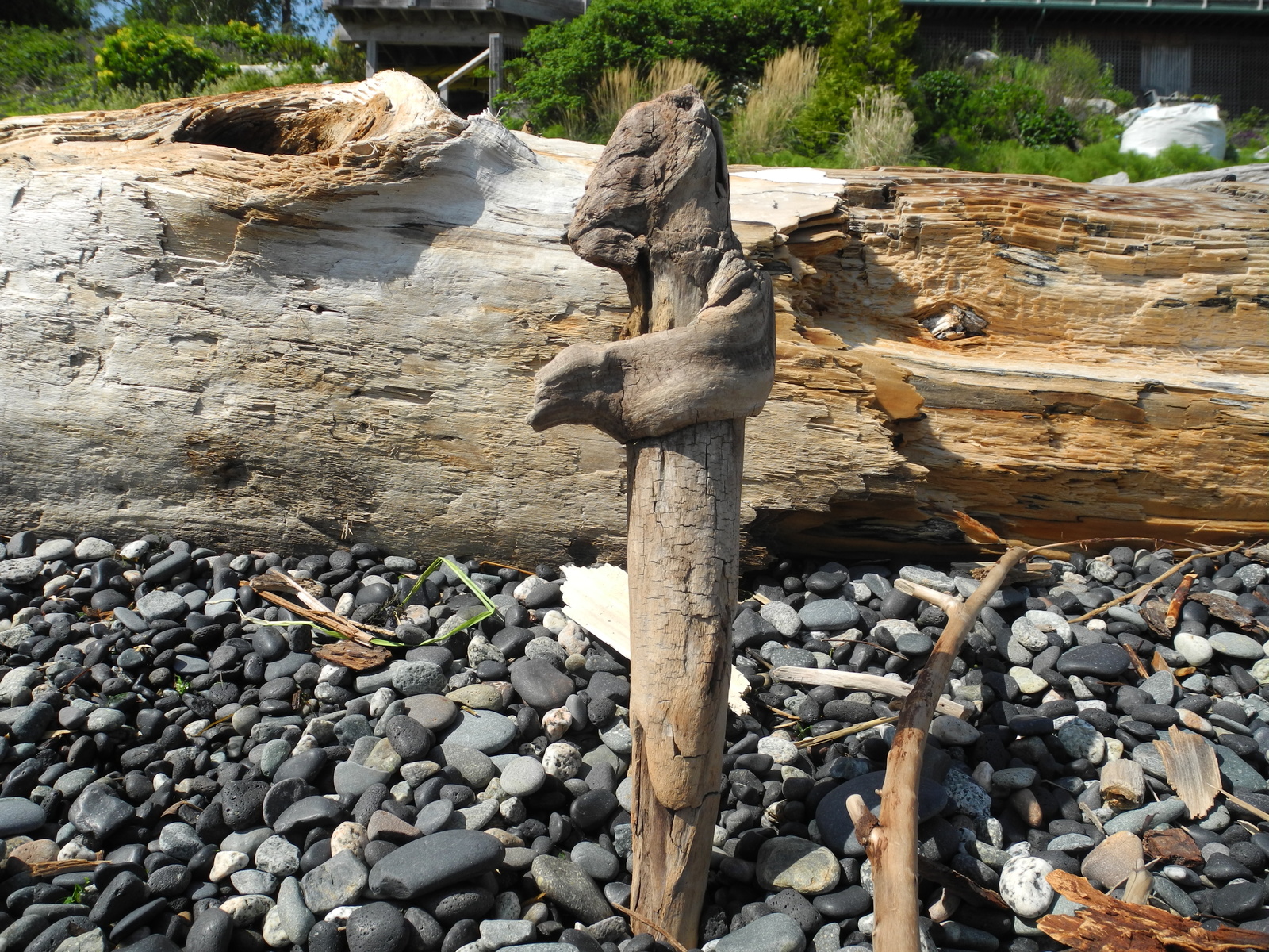 Beach caretaker - My, Wood, Beach, Find