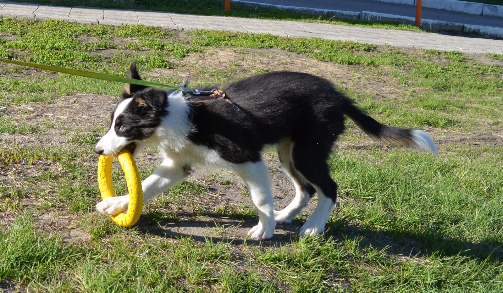 Border and just a little bit of corgi, walk - My, Dog, Corgi, Border Collie, Longpost, The photo