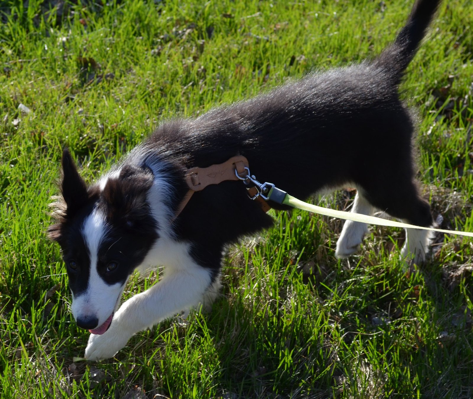 Border and just a little bit of corgi, walk - My, Dog, Corgi, Border Collie, Longpost, The photo