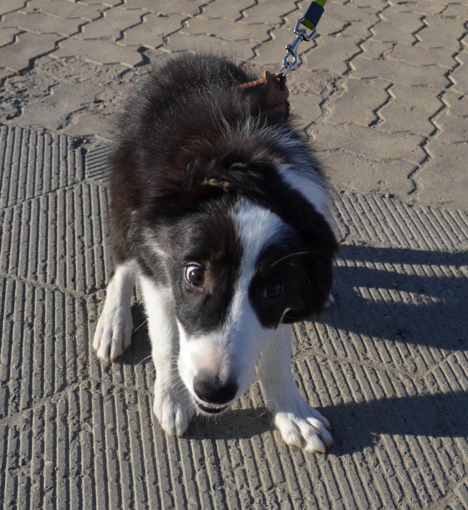 Border and just a little bit of corgi, walk - My, Dog, Corgi, Border Collie, Longpost, The photo