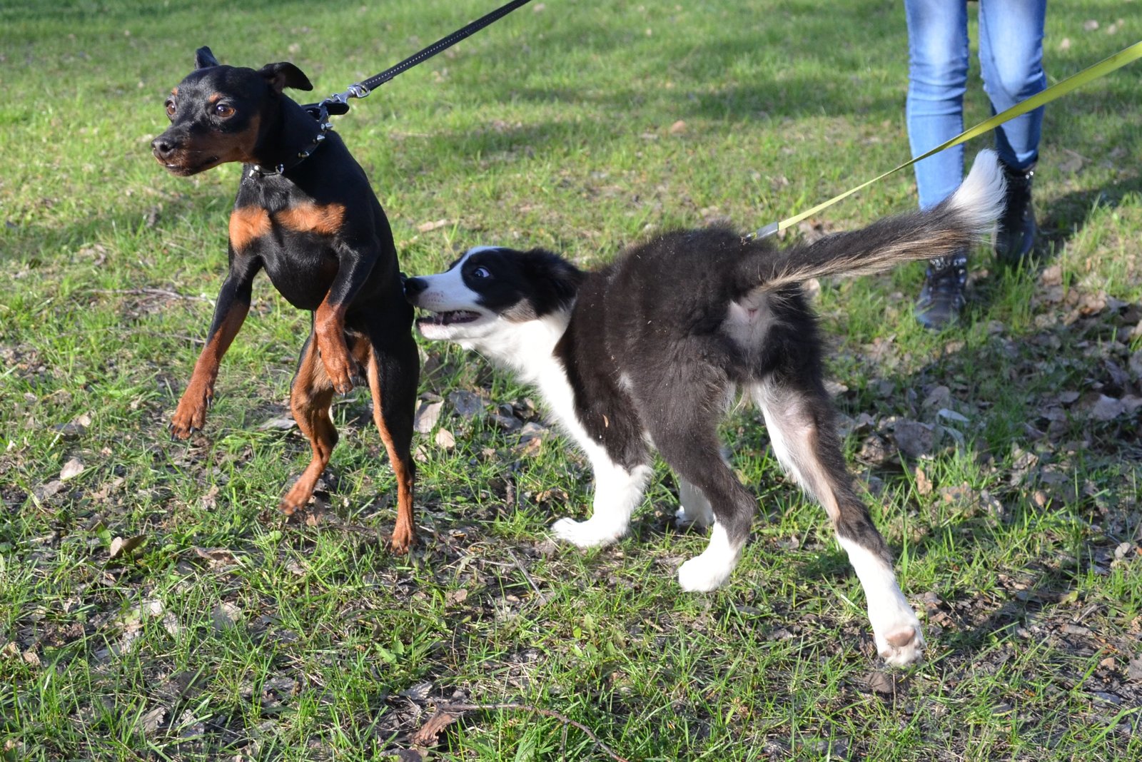 Border and just a little bit of corgi, walk - My, Dog, Corgi, Border Collie, Longpost, The photo