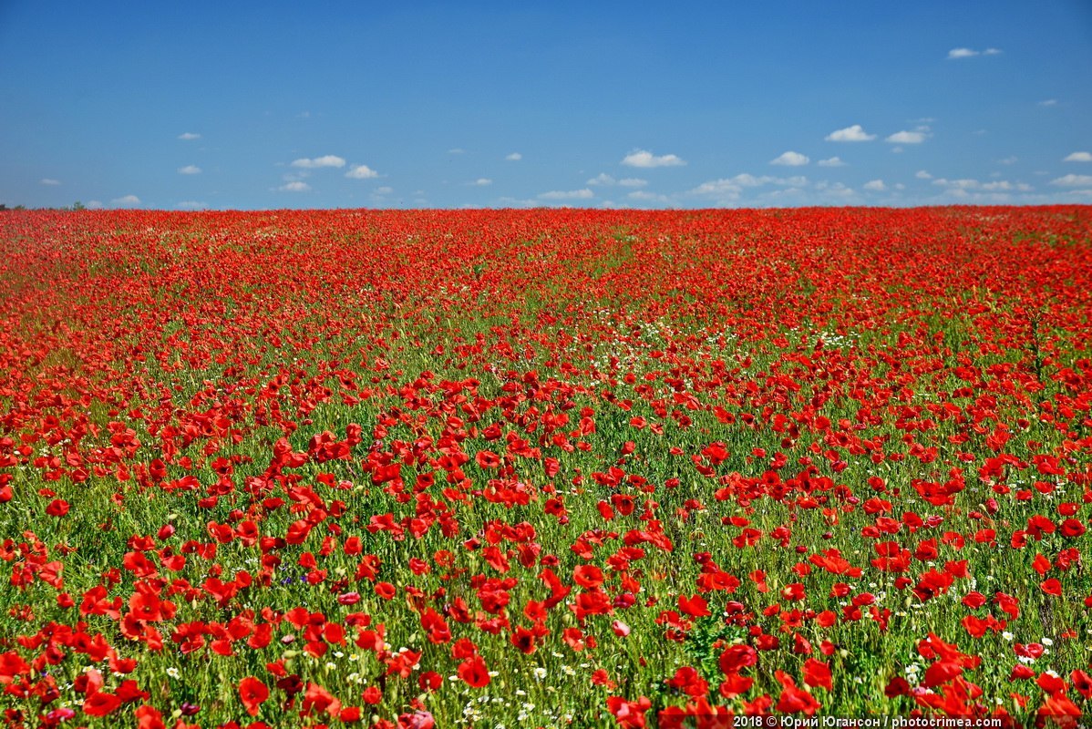 Poppy fields of Crimea - Crimea, The photo, Poppy fields, Poppy, Longpost, Field