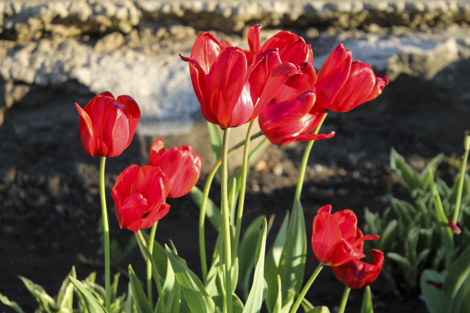 I love tulips.. - My, Beginning photographer, Tulips, Longpost