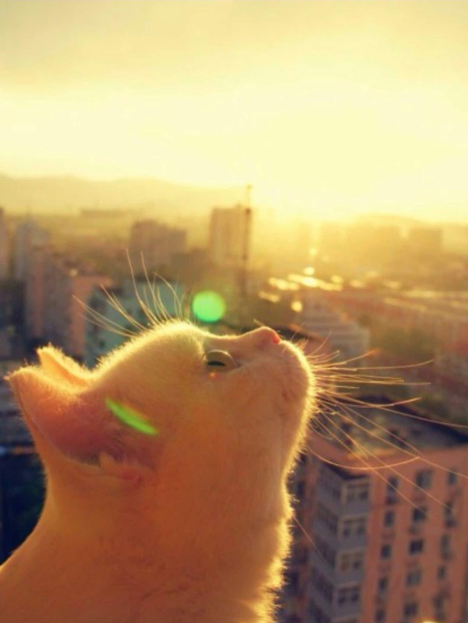 Gaze at the sun - cat, Sunrise