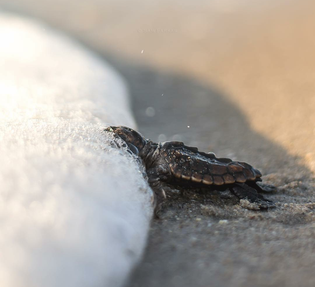 On the threshold to the big world - Turtle, Ocean