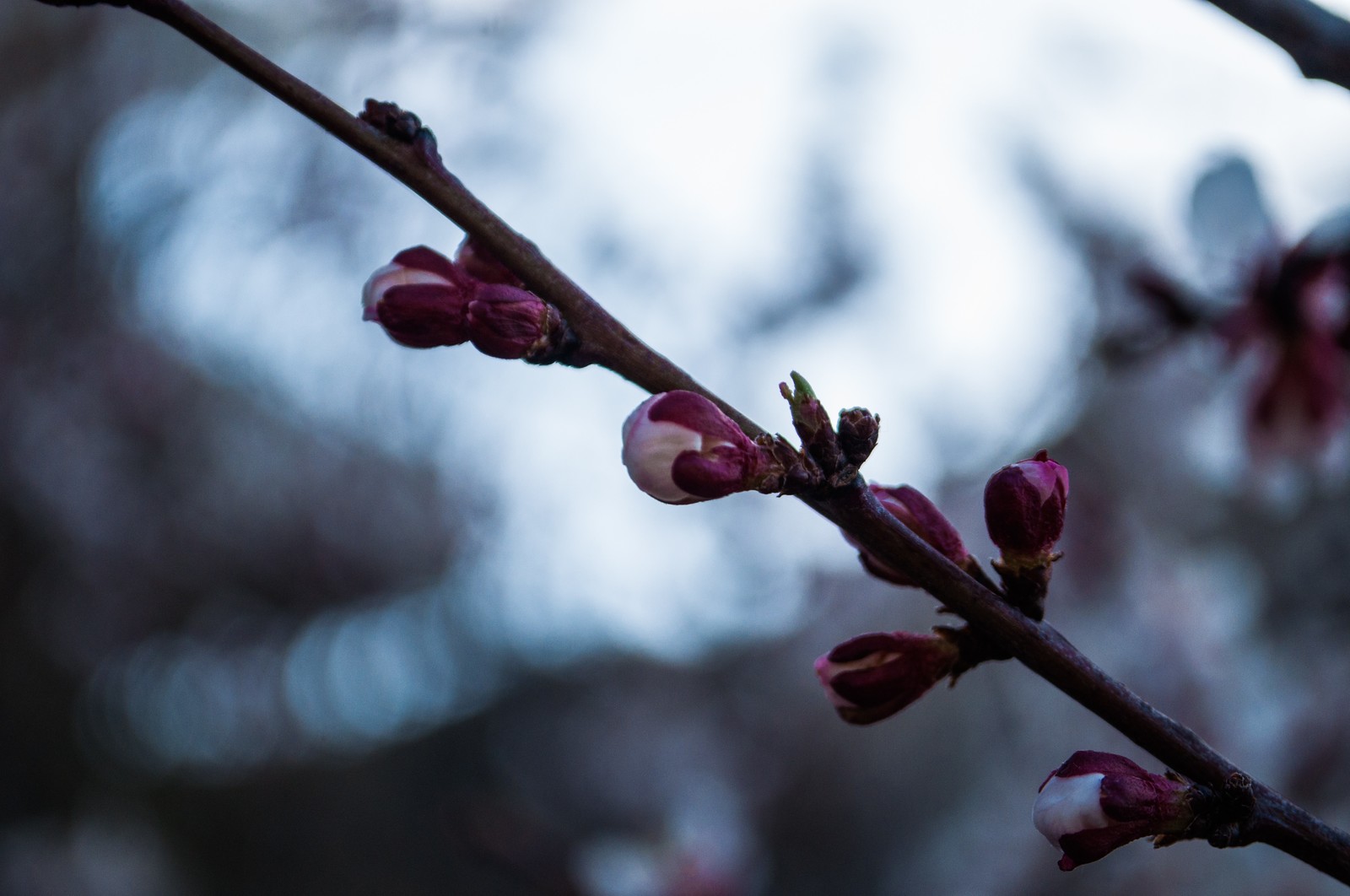 Everyone starts somewhere somewhere. - My, The photo, Metro, Almaty mountains, Flowers, Nature, Longpost