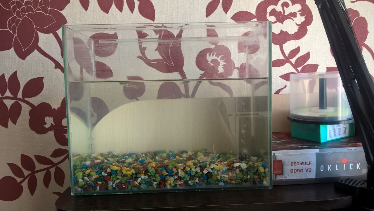 Bought an apartment with tenants - My, Aquarium fish, Indifference, New life, Longpost