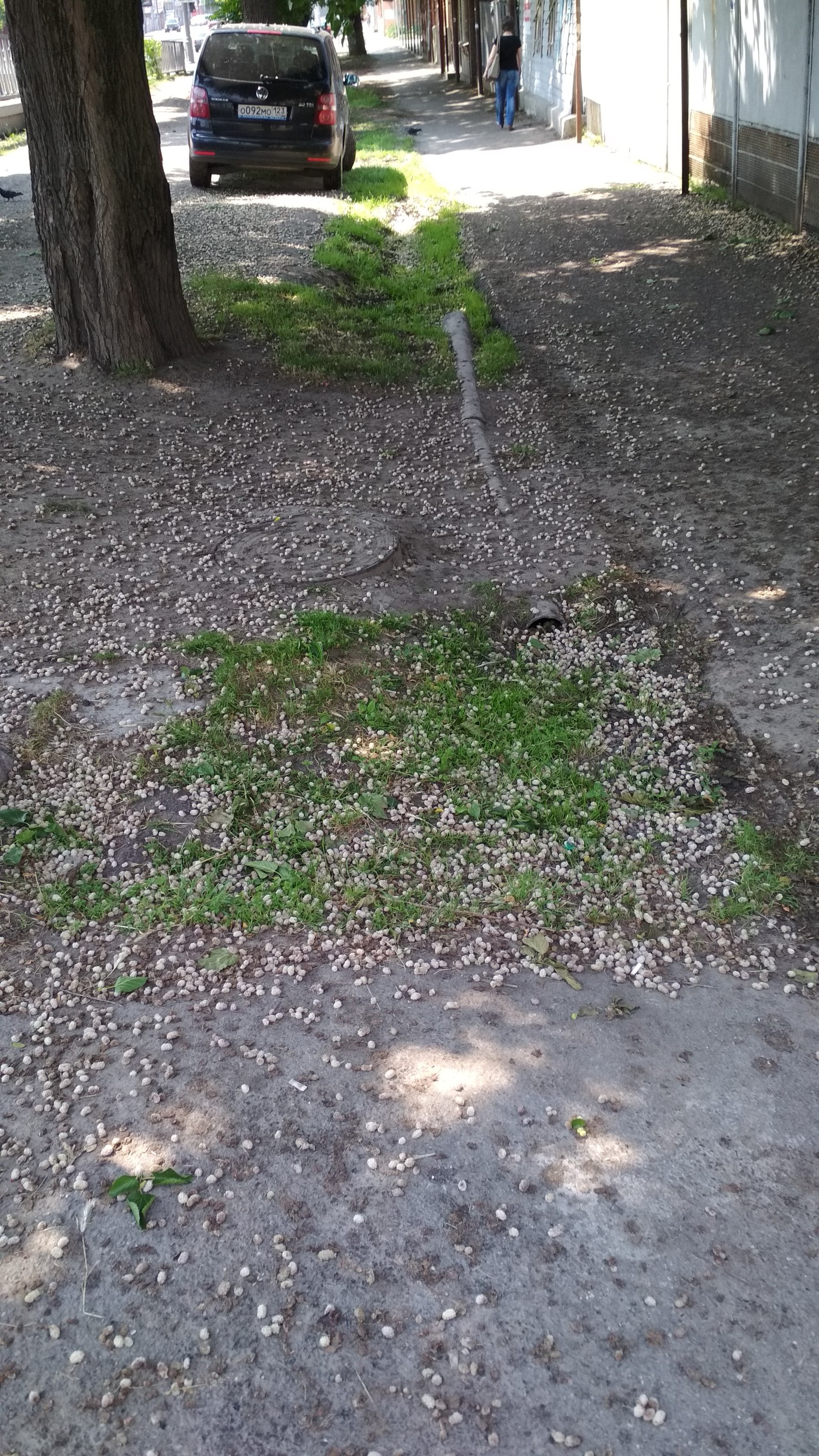 White mulberry under the feet of passers-by - My, Krasnodar, Russia, Longpost