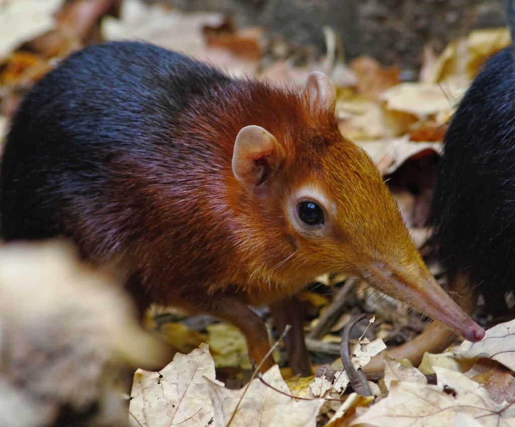 Peters proboscis dog. - Animals, The photo, Milota, Peters' proboscis dog