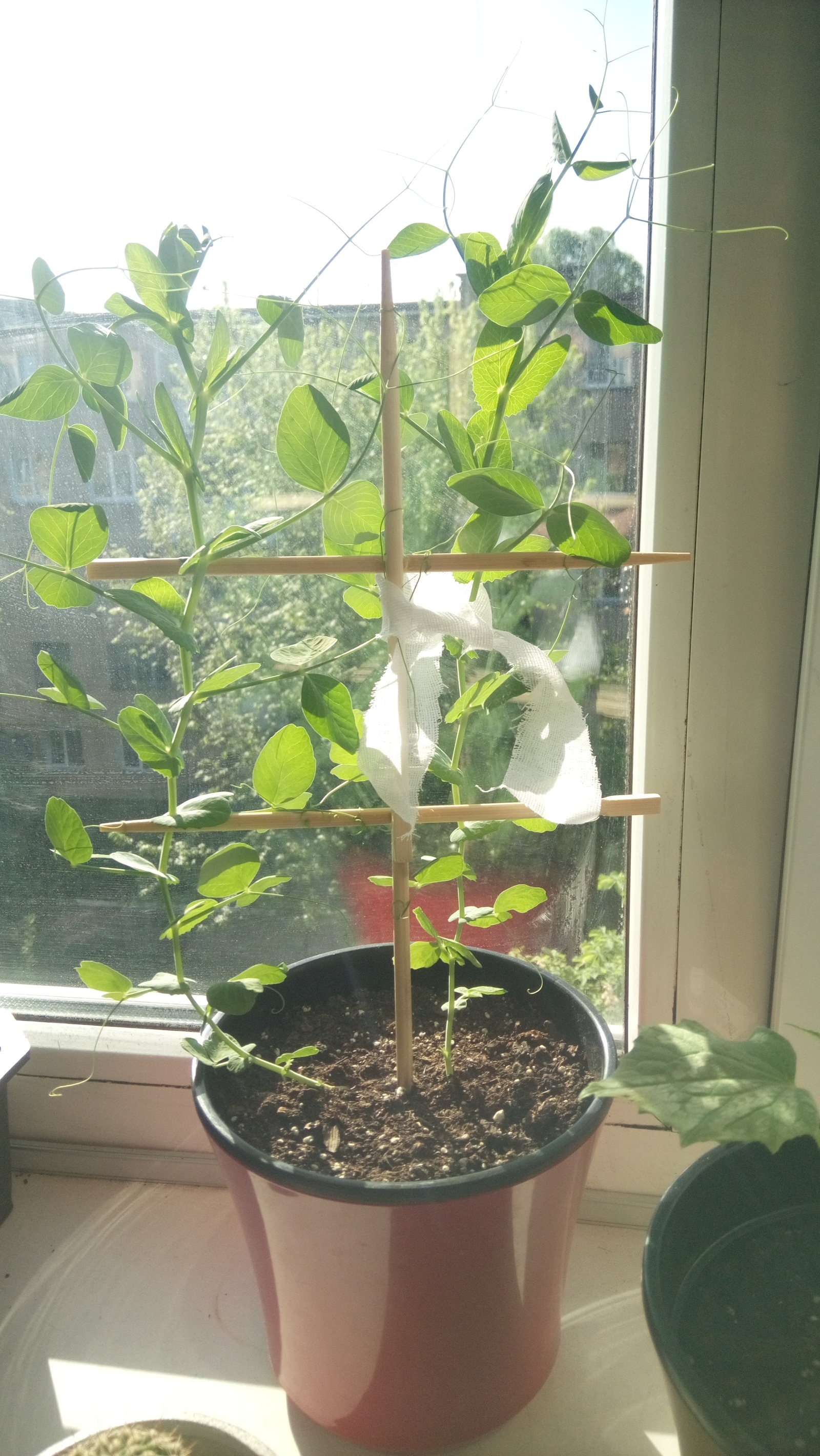 My garden on the windowsill - My, Vegetable garden on the windowsill, Cucumbers, Tomatoes, Green pea, Longpost